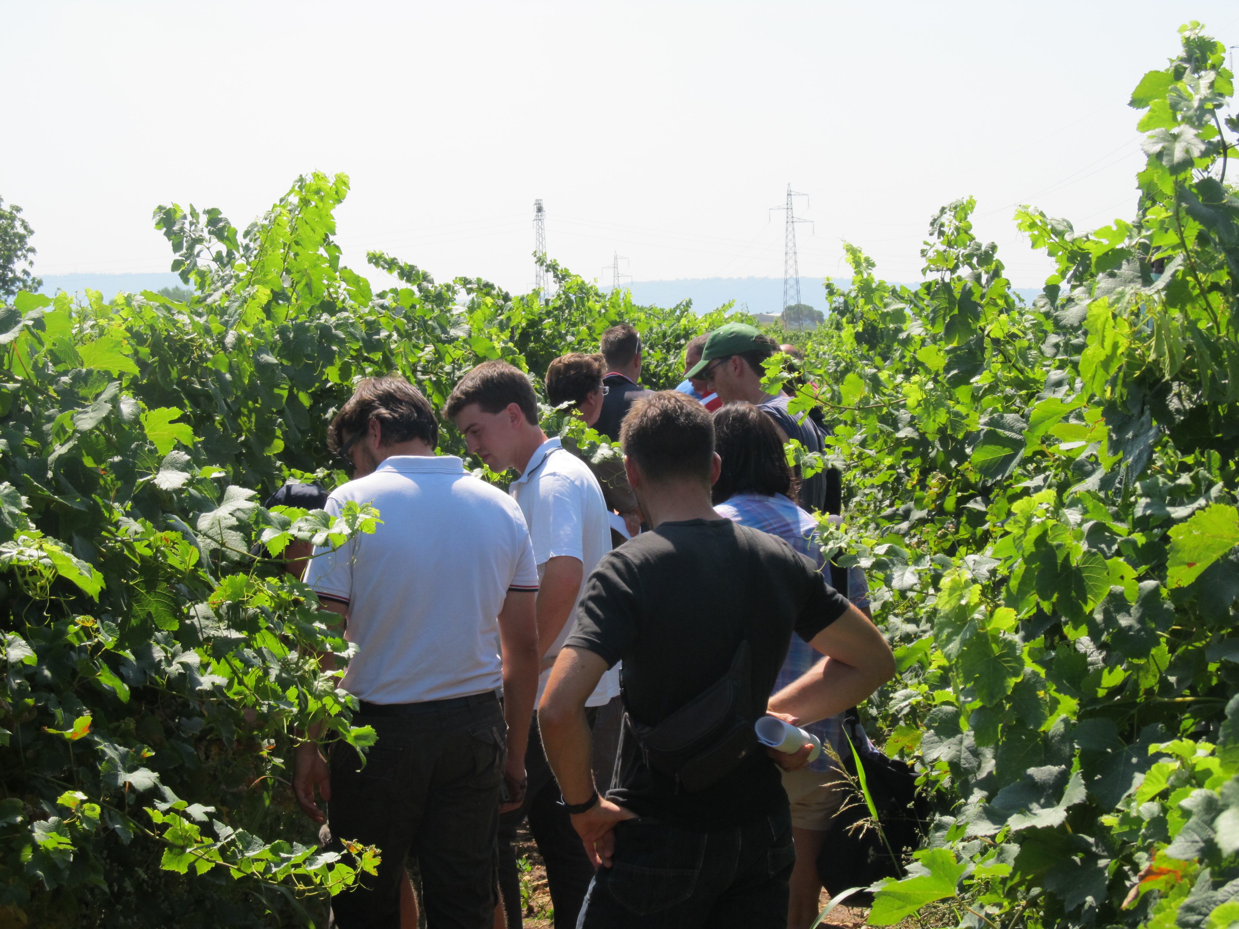 Vinogradi v Krminu in Neblu