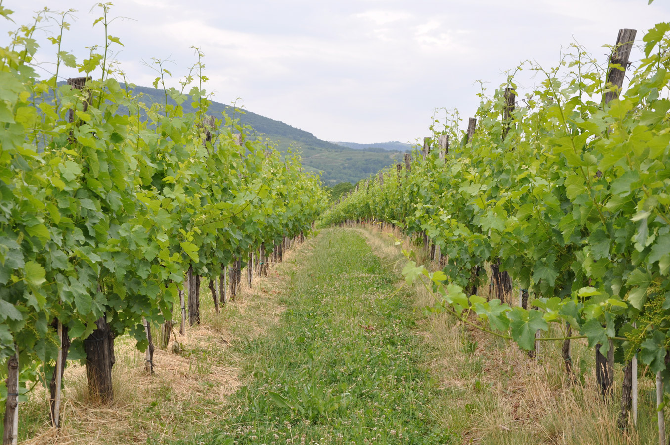 Ciklus predavanj o učinku razlistanja na trto in na samo kakovost grozdja - Bukovica